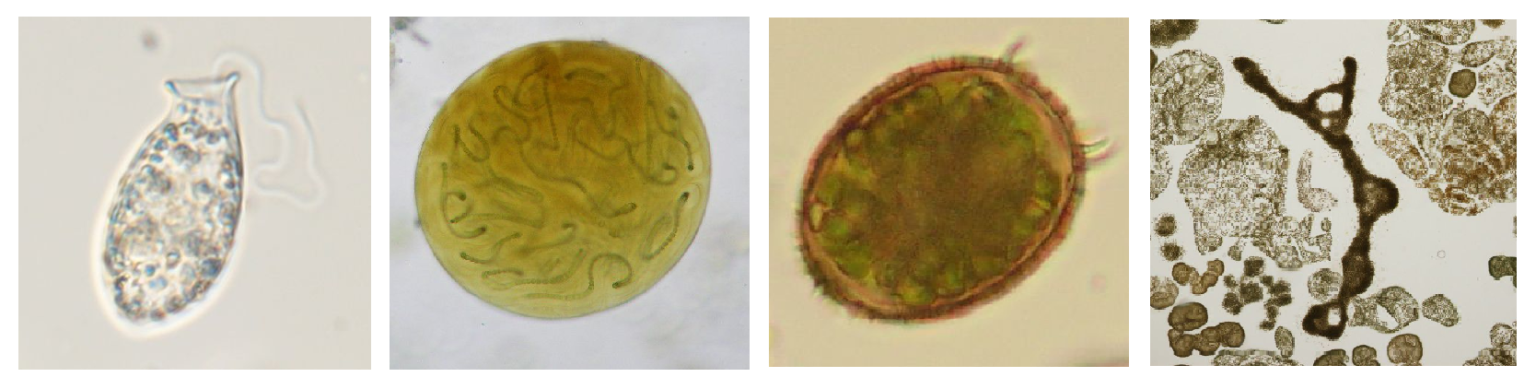 determination-courses-cyanobacteria-euglenoids-polish